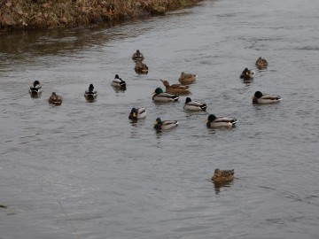 Spacer po Sieradzu w ramach Zimowego Ptakoliczenia 2025, 